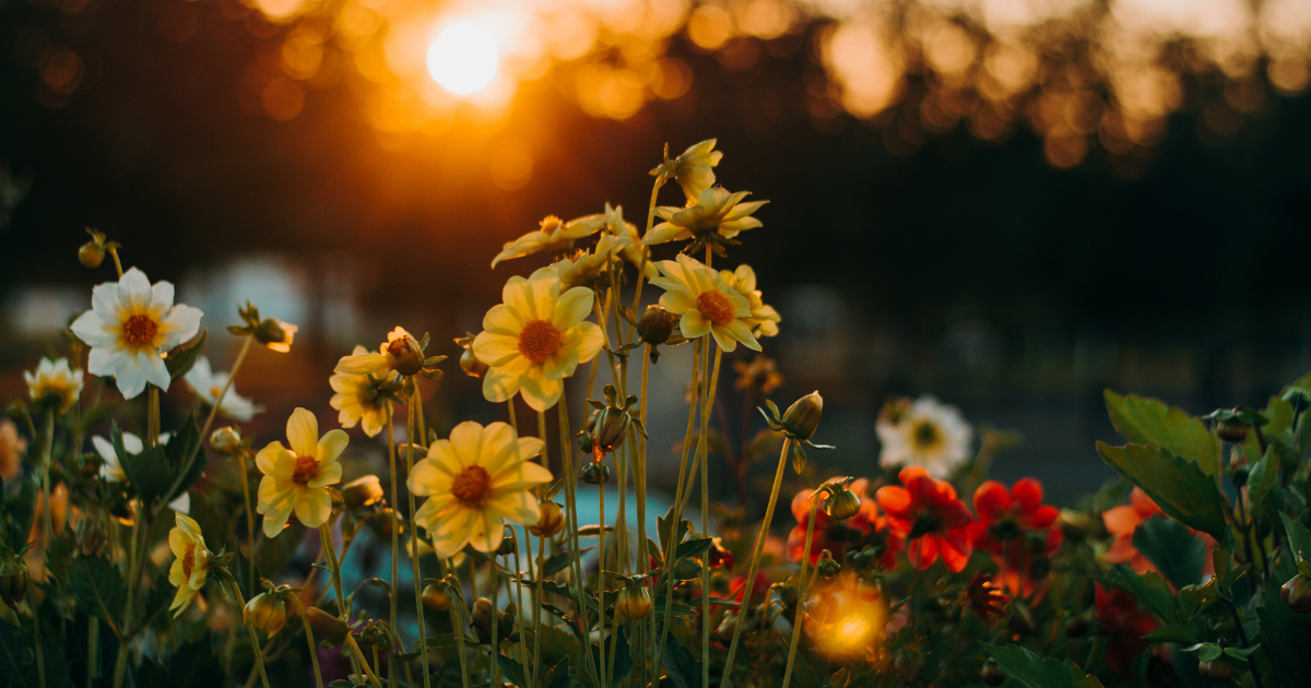 Những  loài hoa biểu tượng cho sức mạnh và lòng dũng cảm