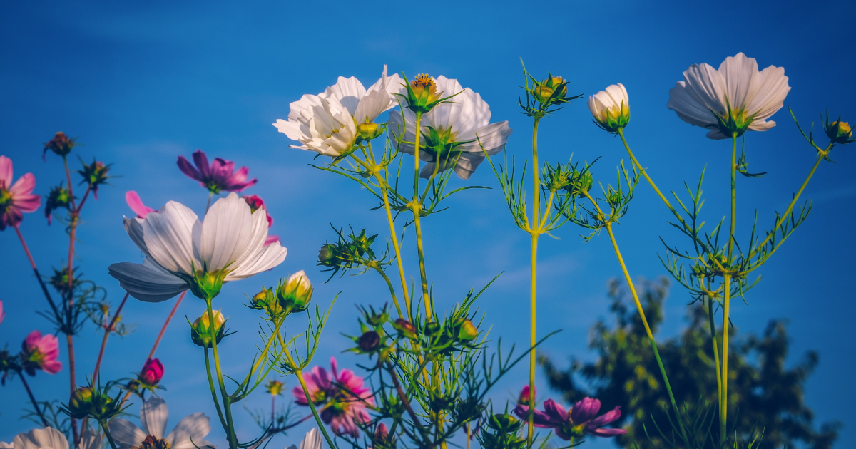 Loài Hoa Biểu Trưng Cho Sự Kết Thúc và Tạm Biệt