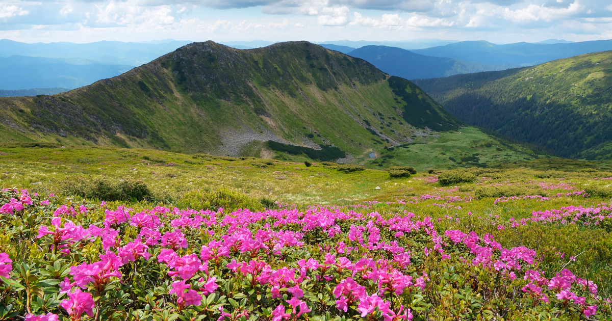 Top 10 loài hoa mang lại tài lộc và may mắn