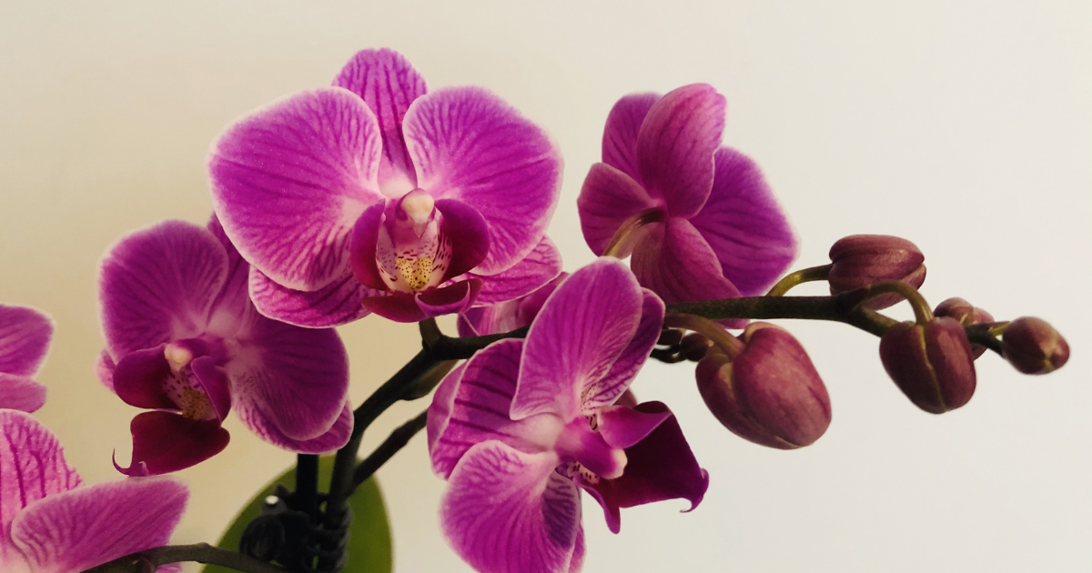 Loài Hoa Tượng Trưng Cho Sự Bình Yên