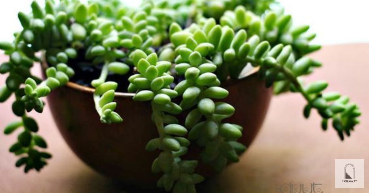 Sen đá chuỗi ngọc bi rủ