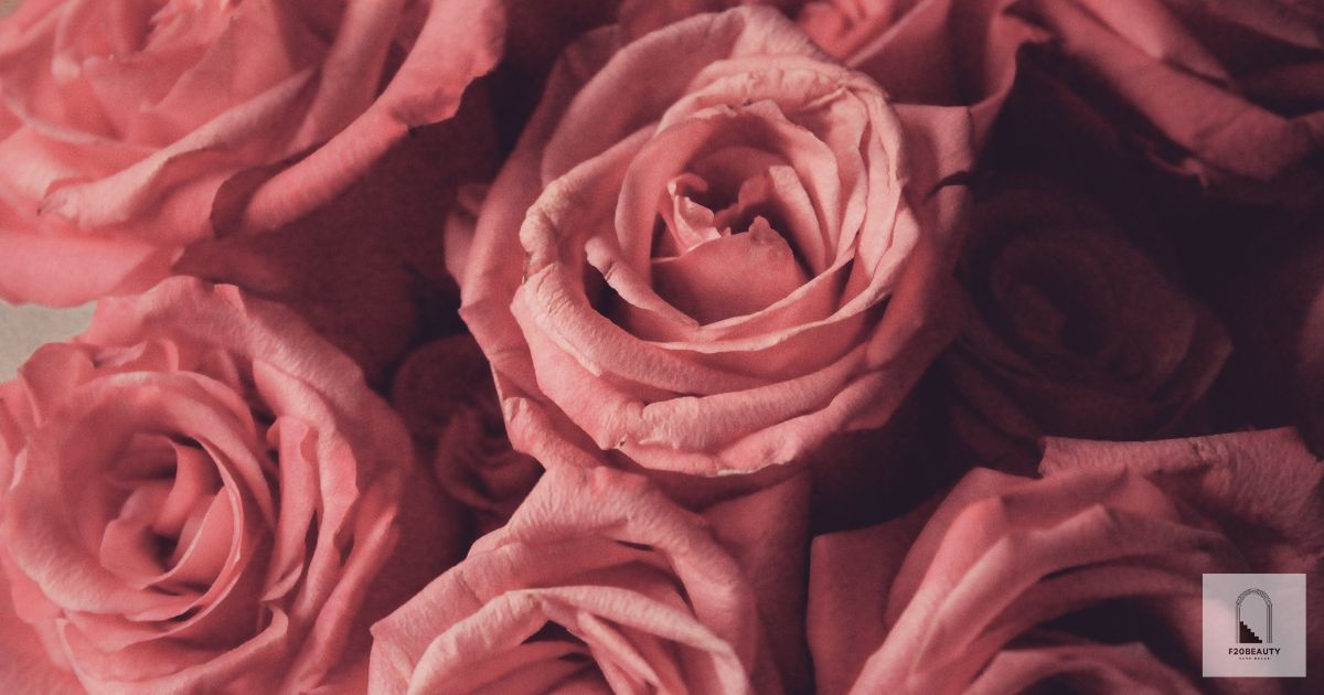 Hoa hồng tỷ muội