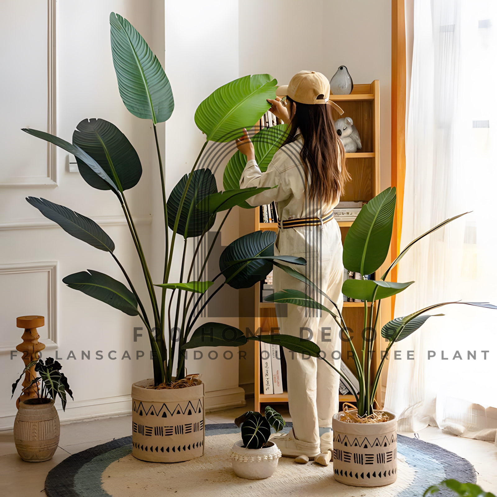 Cây chuối cảnh Singapore giả - Lá bản to đẹp, thân cứng cáp cực xinh