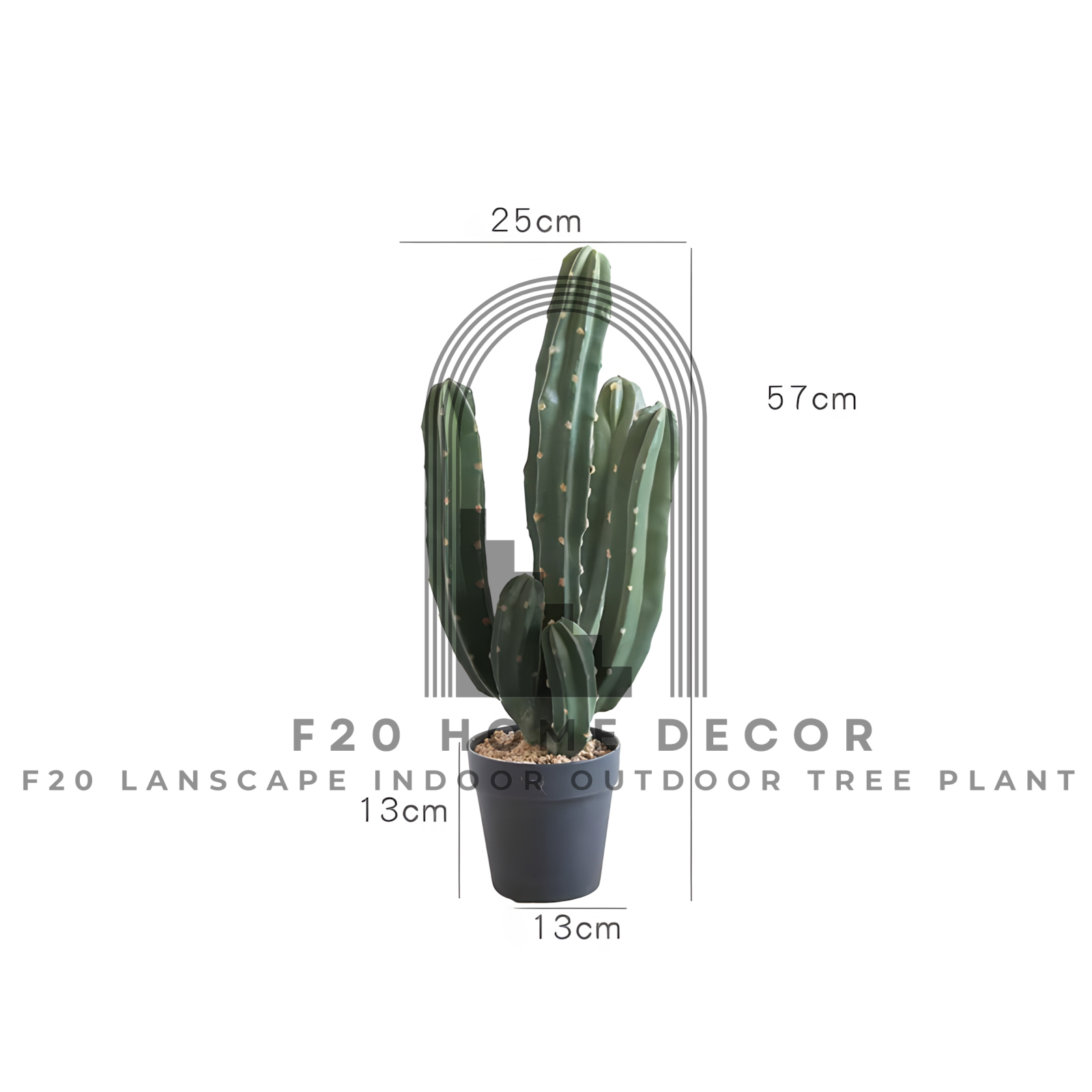 Hình ảnh chi tiết kích thước cây xương rồng ba khía giả cao 57cm