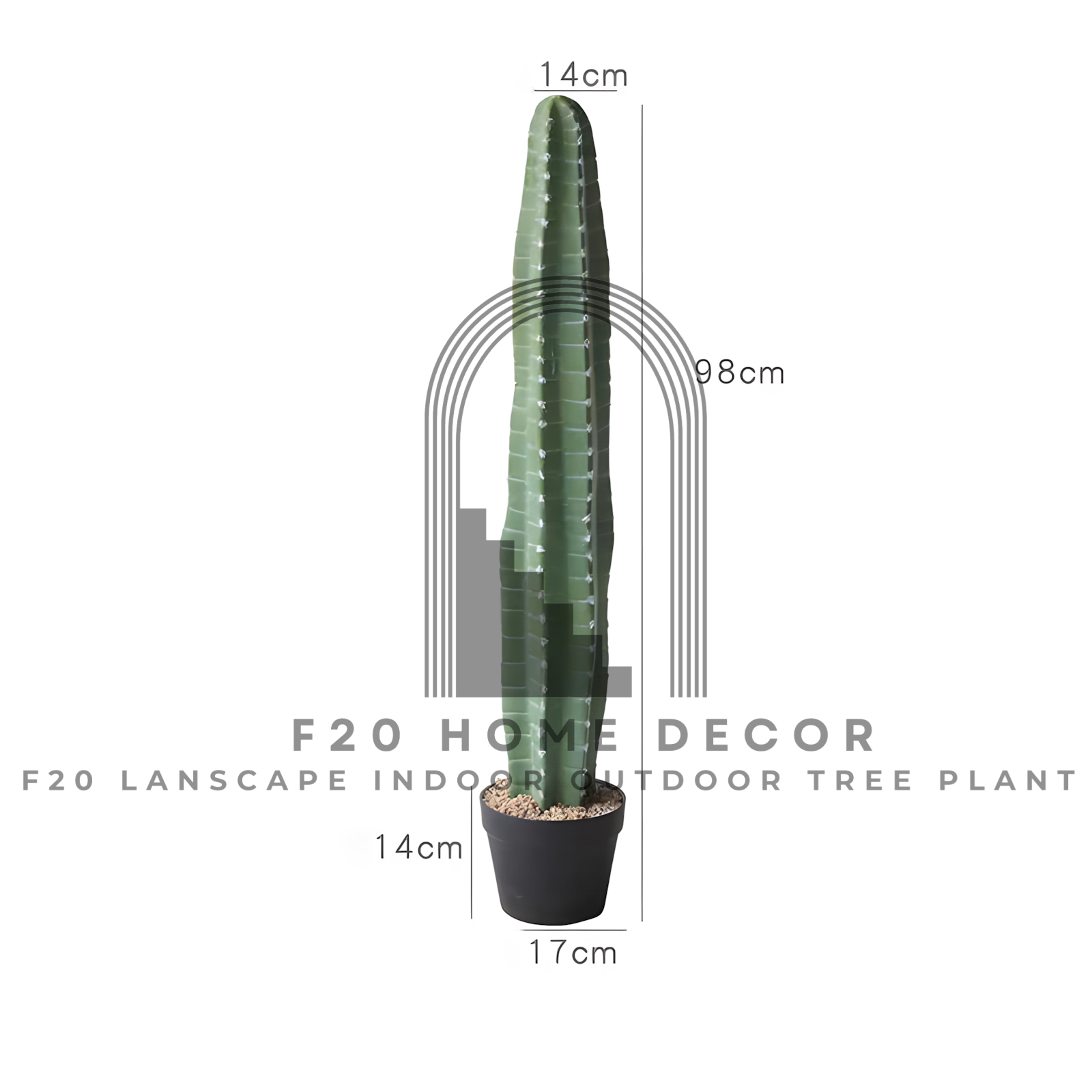 Hình ảnh chi tiết kích thước cây xương rồng ba khía 1 thân giả cao 98cm