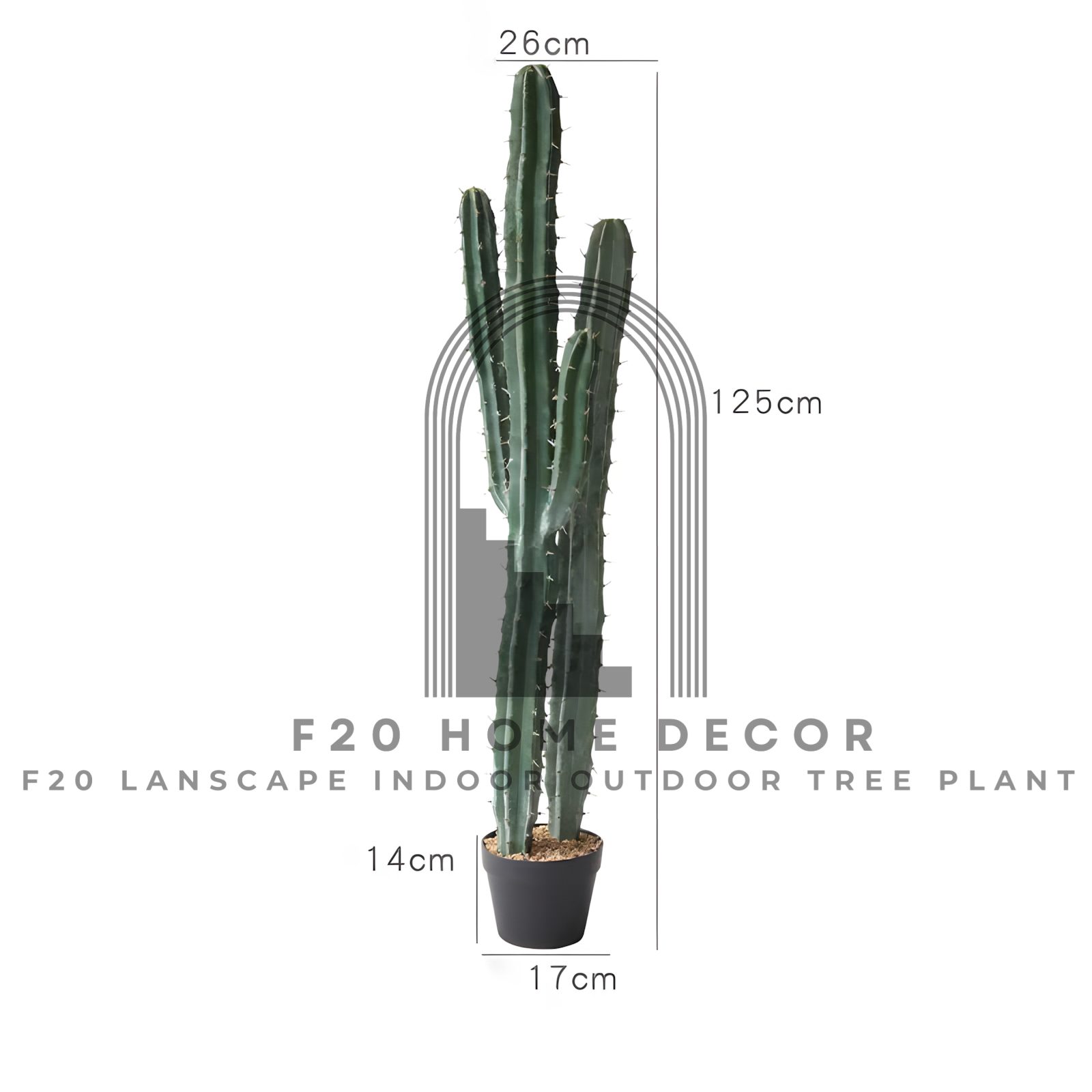 Cây xương rồng ba khía 2 thân giả cao 125cm