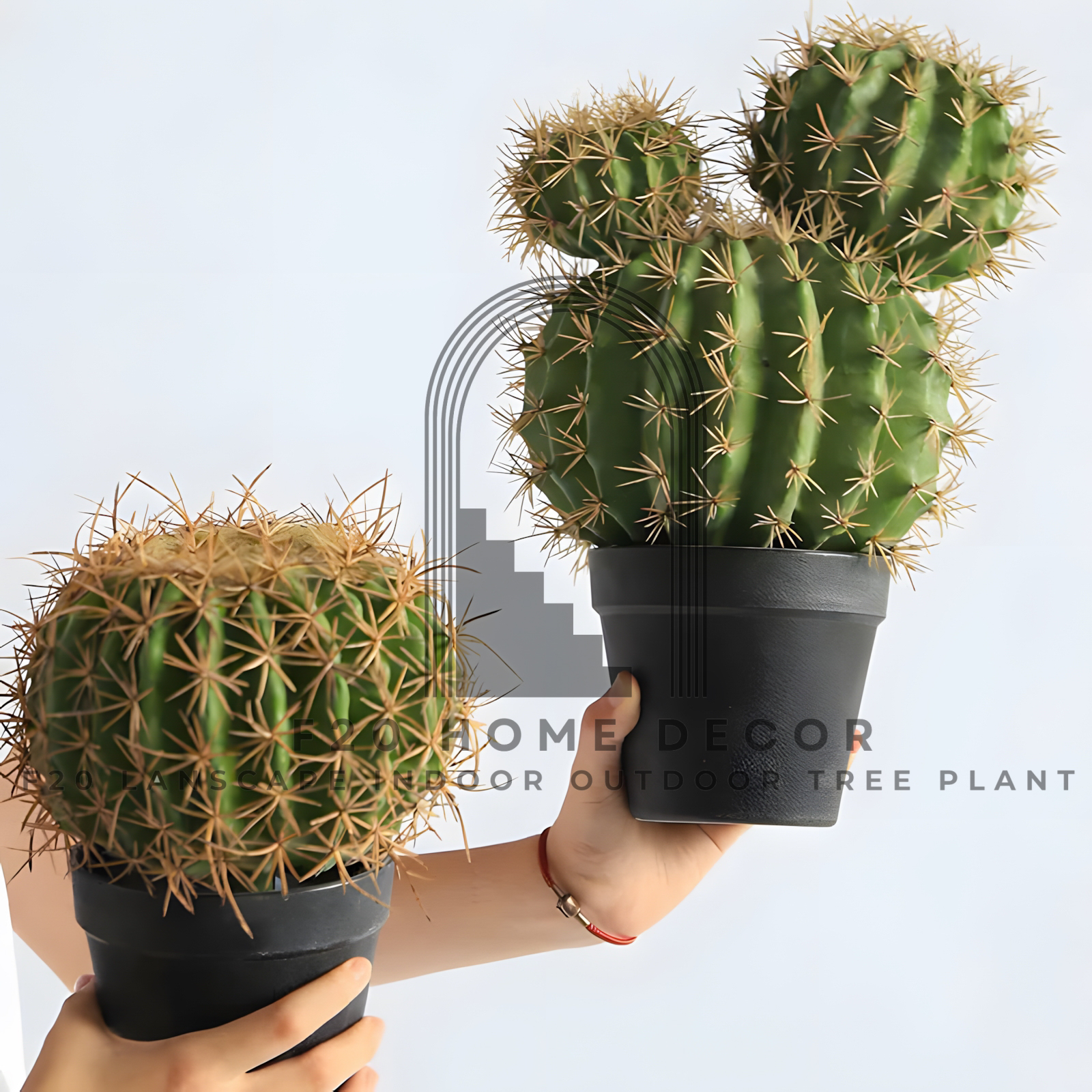 Chậu cây xương rồng tròn tai thỏ giả và chậu cây xương rồng tròn kim hổ giả