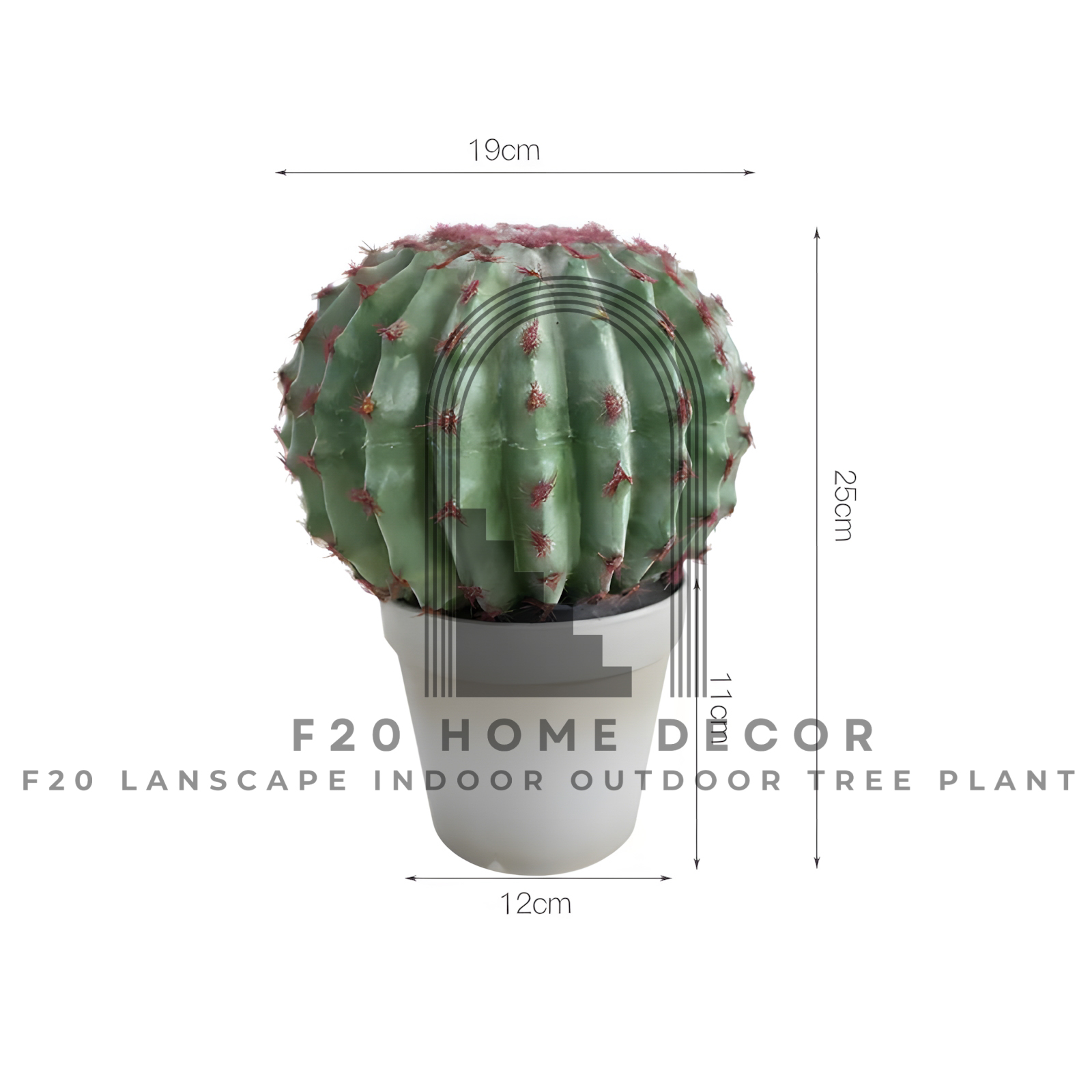 Hình ảnh chi tiết cây xương rồng tròn kim hổ giả có kích thước C22cm x R19cm