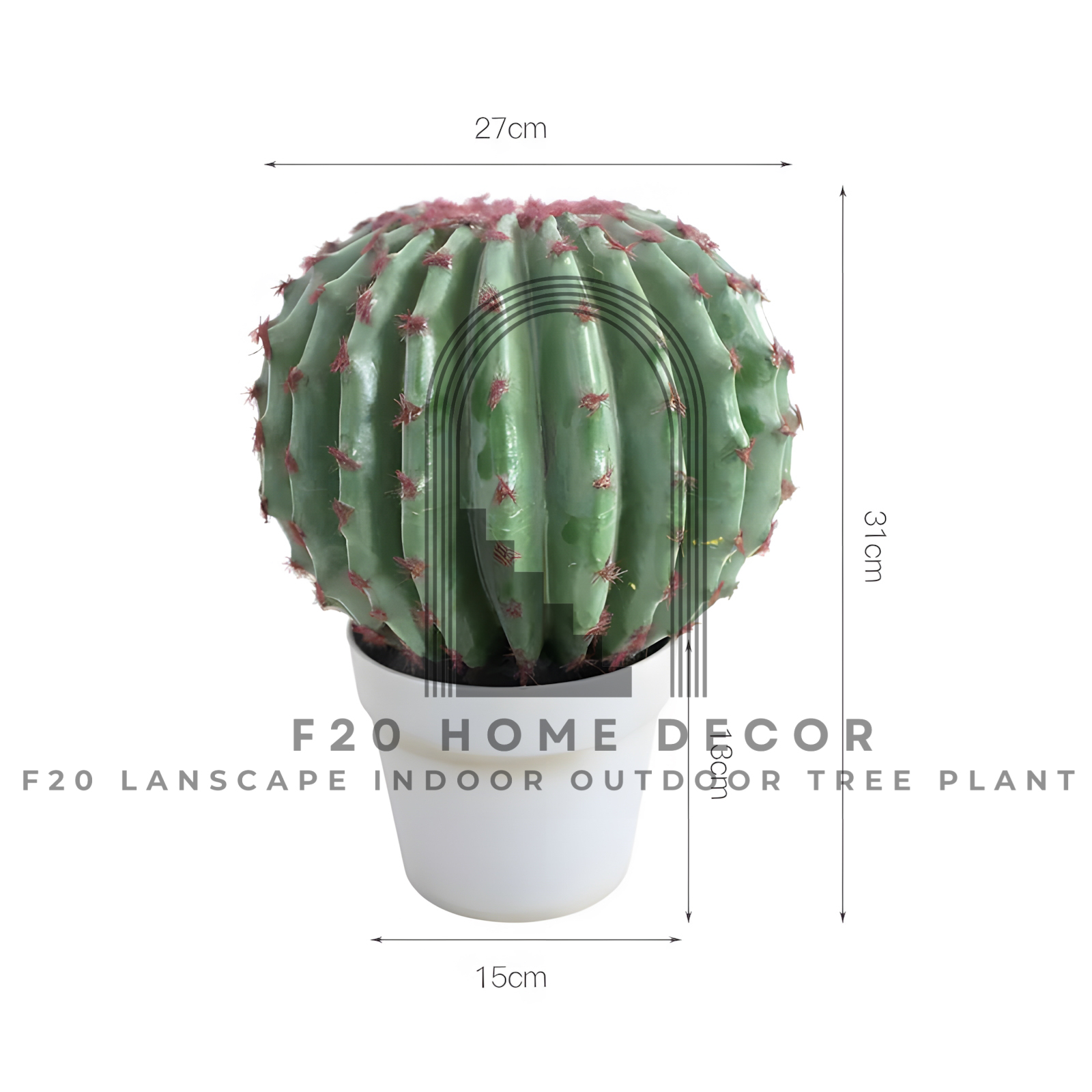 Hình ảnh chi tiết cây xương rồng tròn kim hổ giả có kích thước C31cm x R27cm