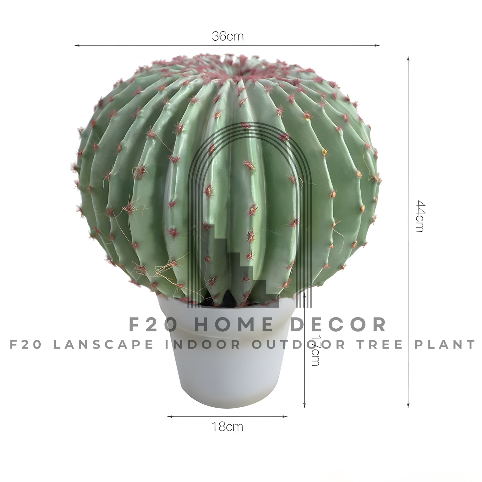 Hình ảnh chi tiết cây xương rồng tròn kim hổ giả có kích thước C44cm x R36cm