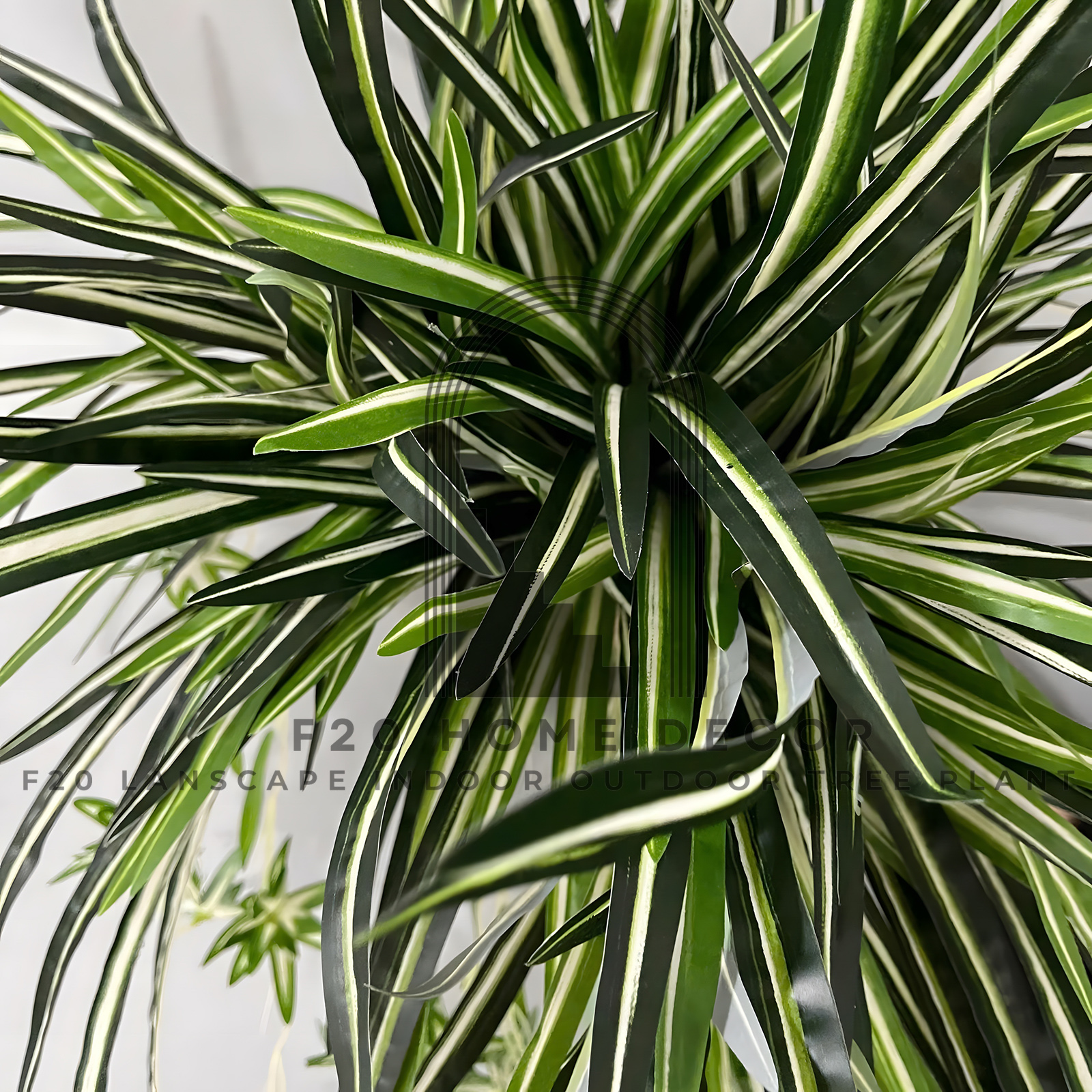 Chi tiết lá cành cỏ lan chi với màu xanh trắng tuyệt đẹp