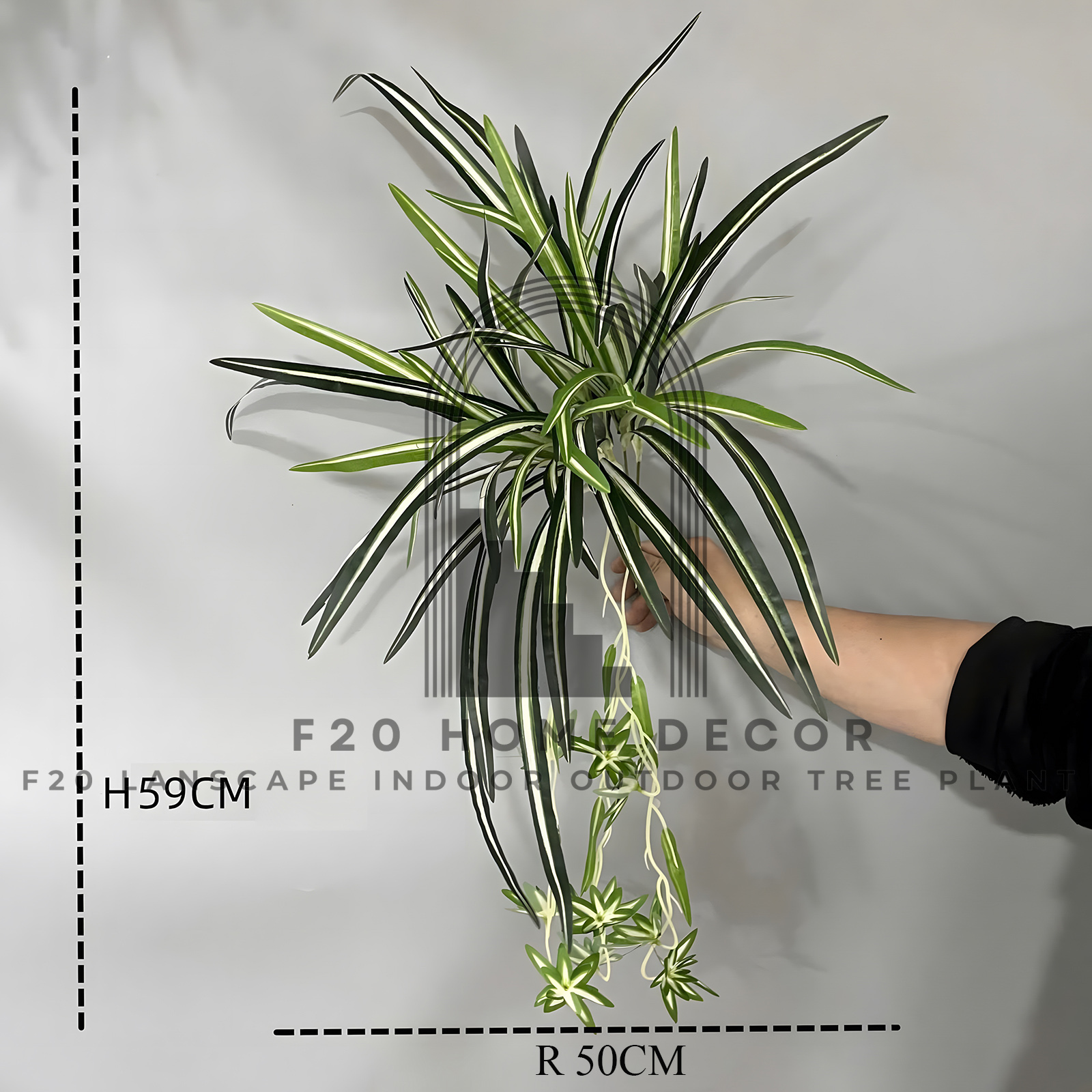 Mô tả chi tiết kích thước cành cỏ lan chi