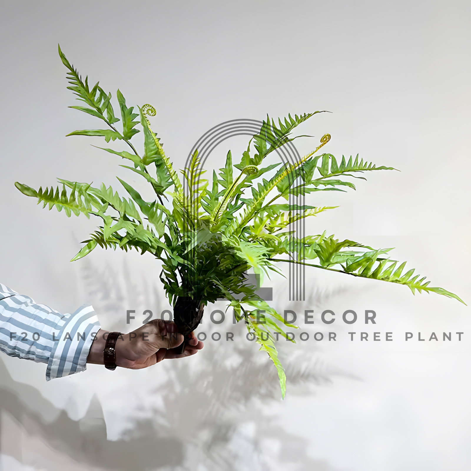 Cành cây dương xỉ lá me giả