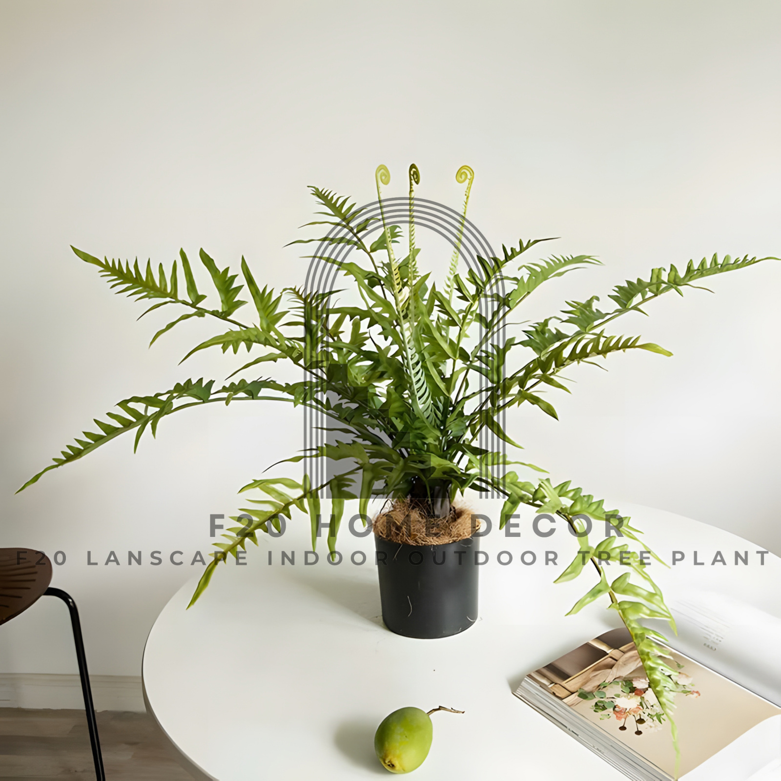 Cây dương xỉ lá me dùng để trang trí bàn, chuyên để decor