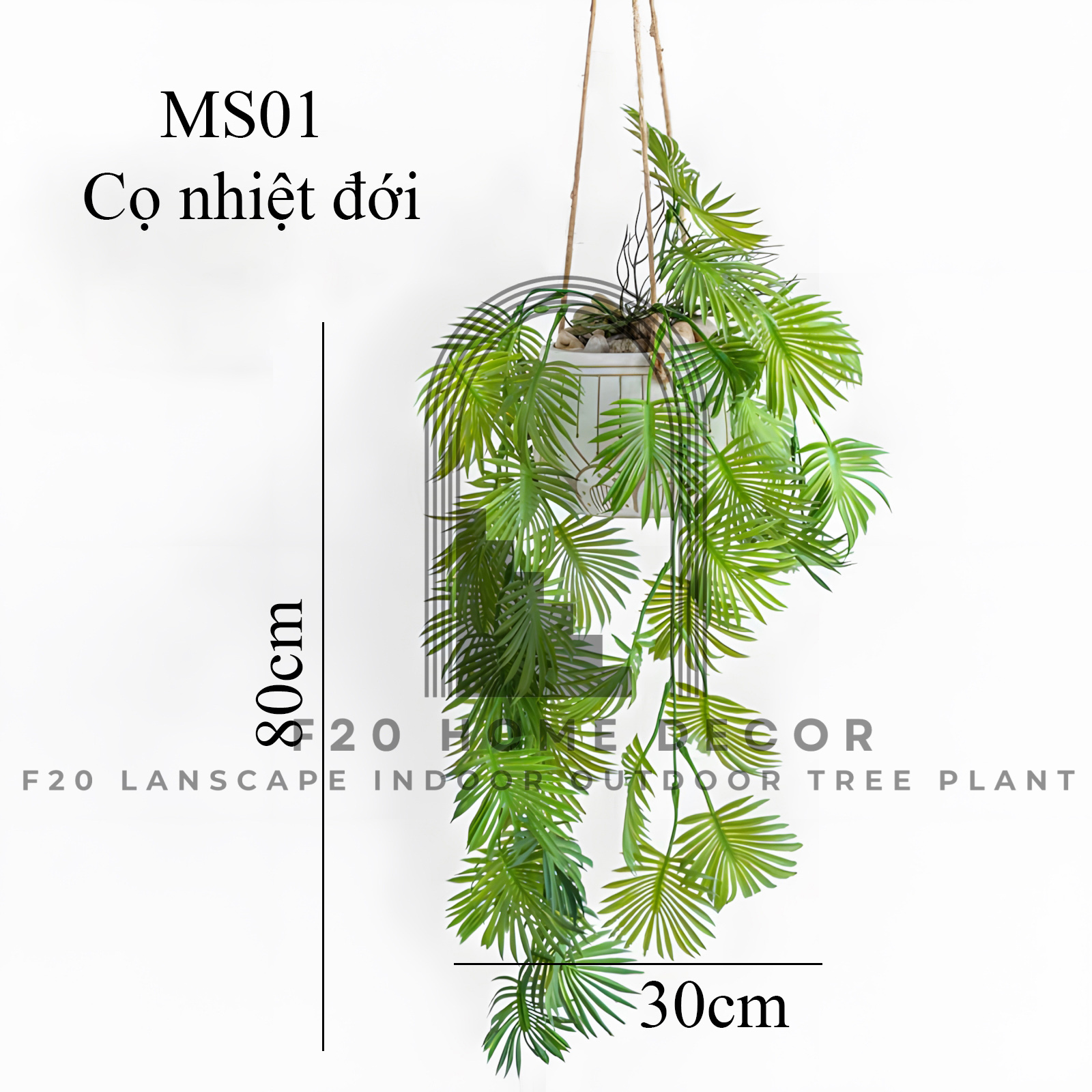 MS01 - Cọ nhiệt đới