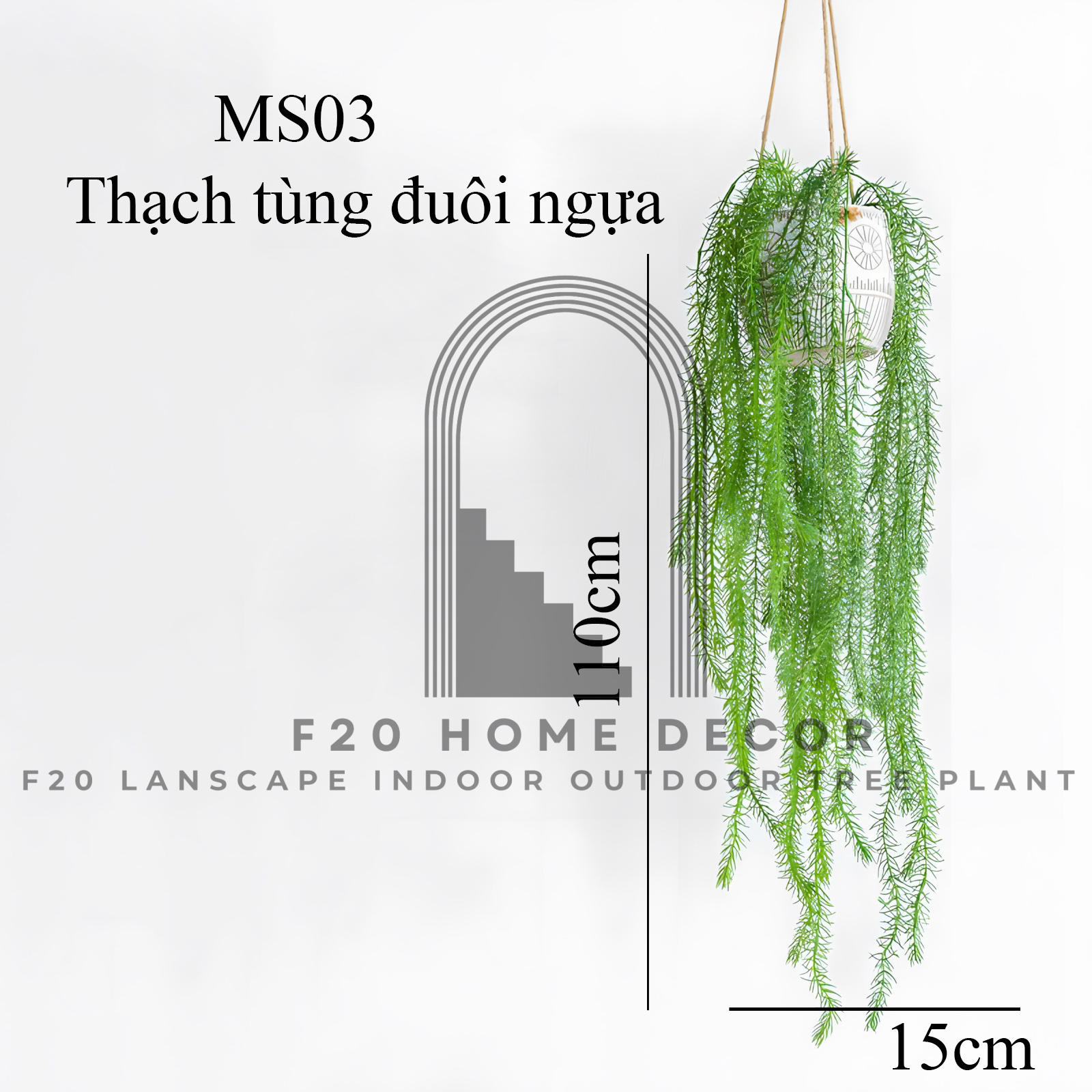 MS03 - Thạch tùng đuôi ngựa