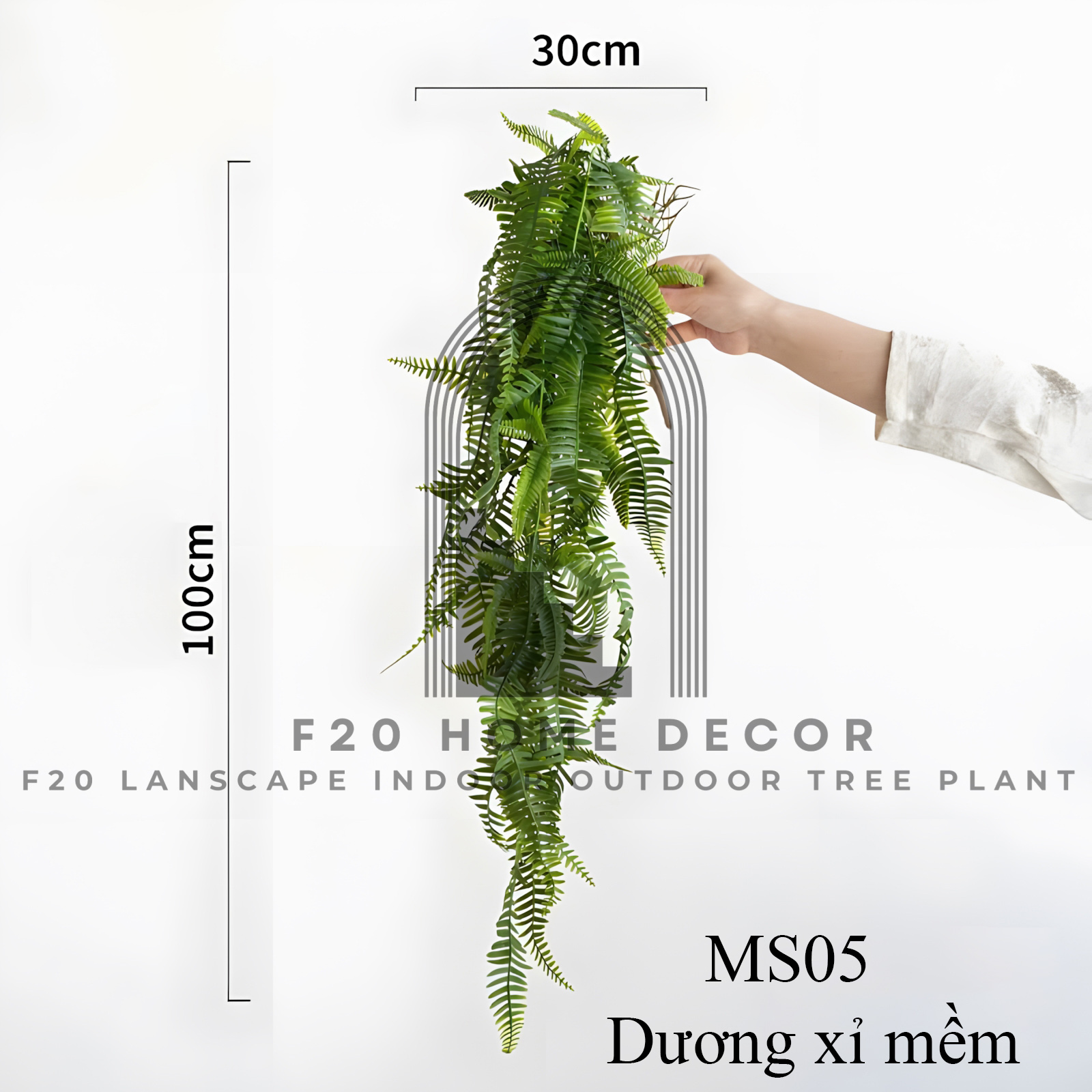 MS05 - Dương xỉ mềm