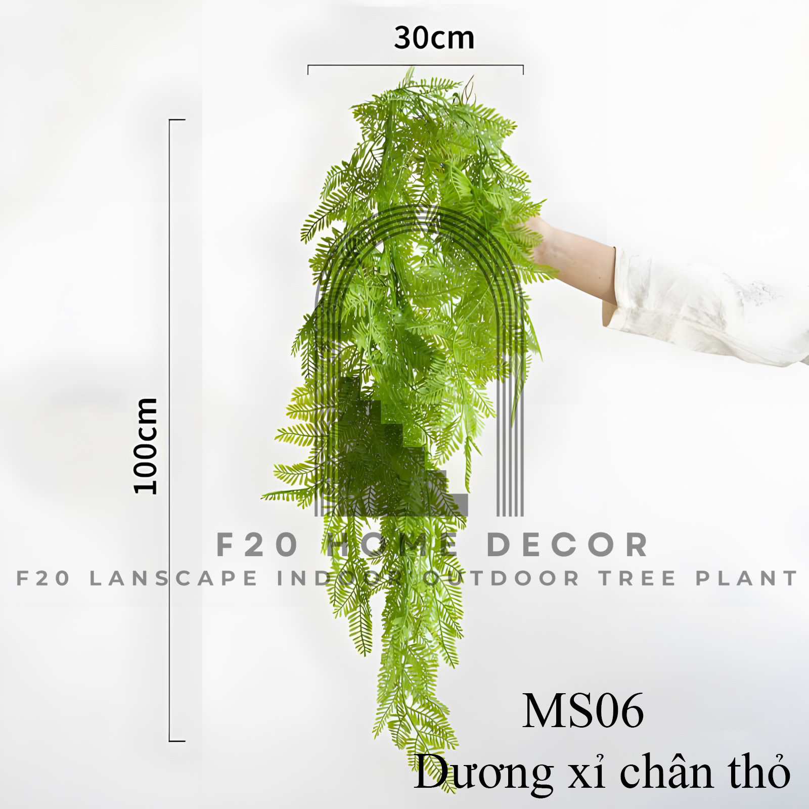 MS06 - Dương xỉ chân thỏ