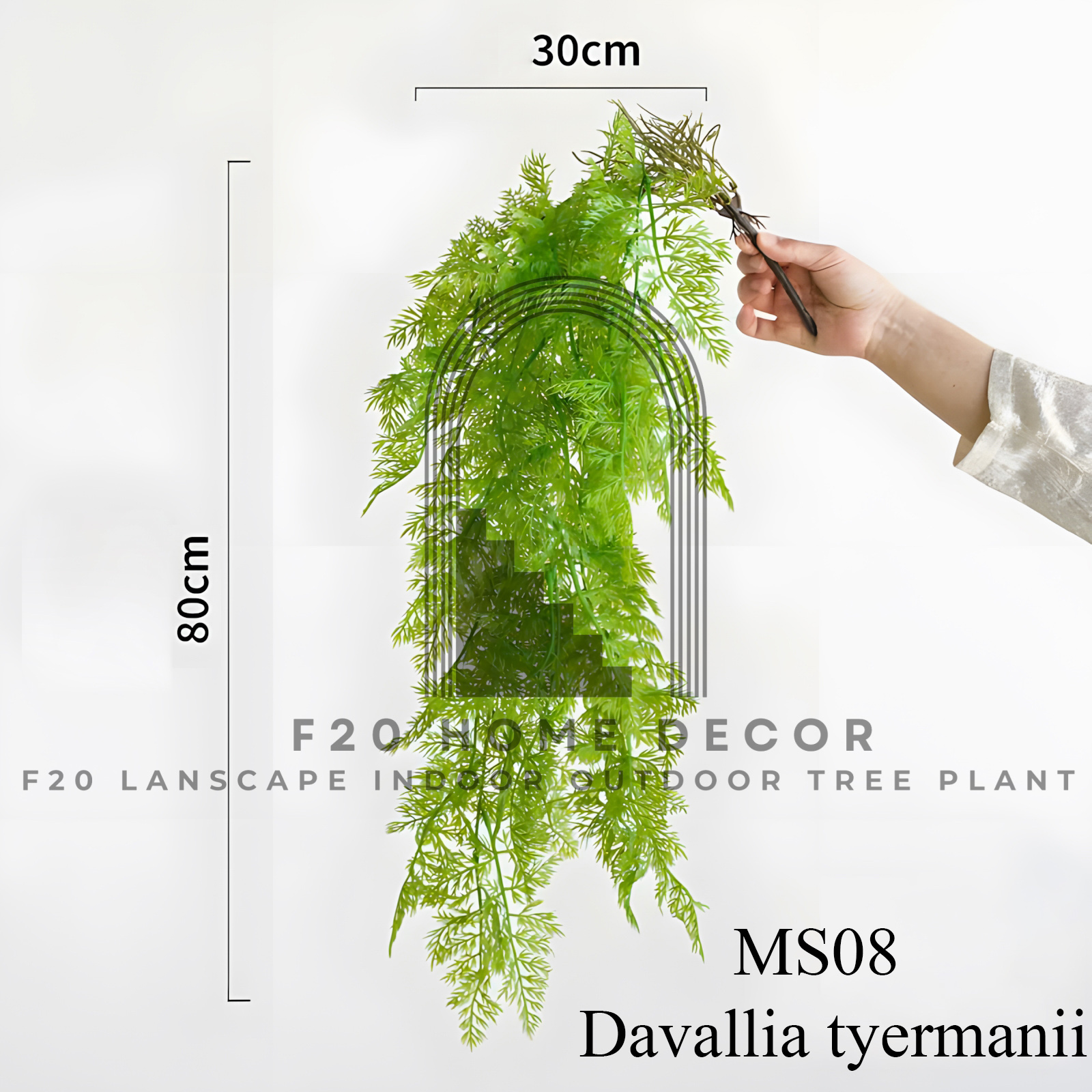 MS08 - Davallia Tyermannii