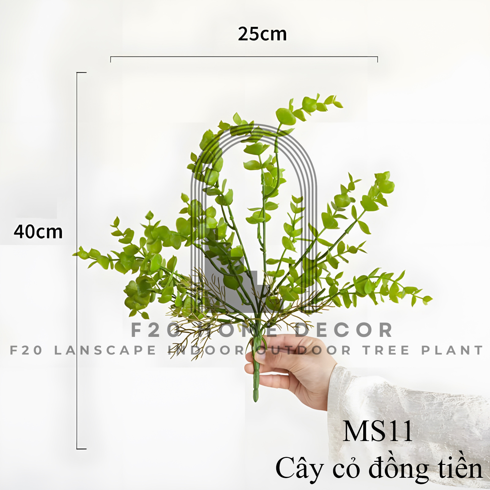 MS11 - Cây cỏ đồng tiền