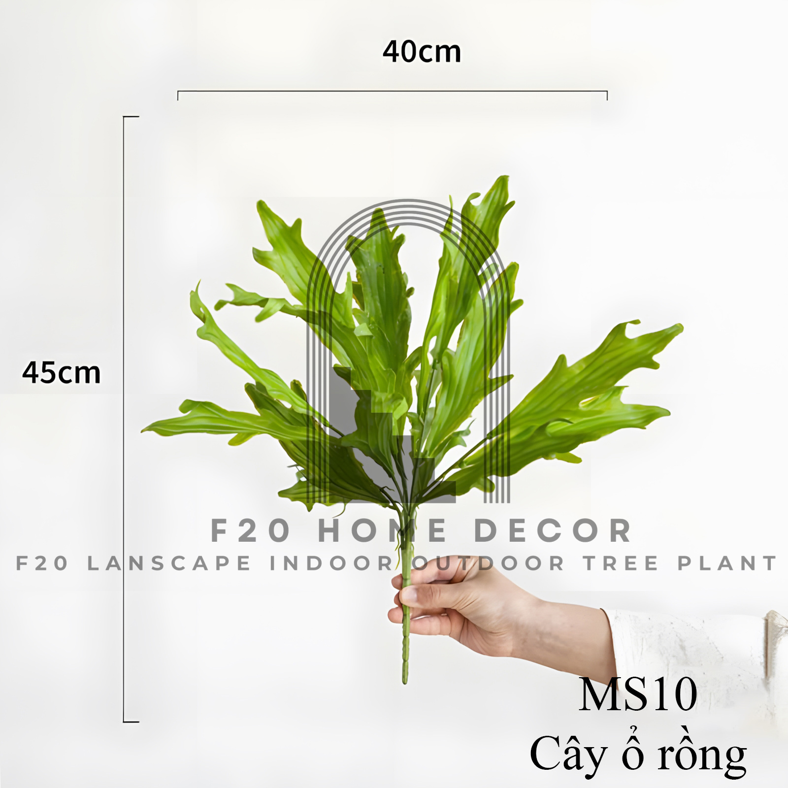 MS10 - Cây ổ rồng