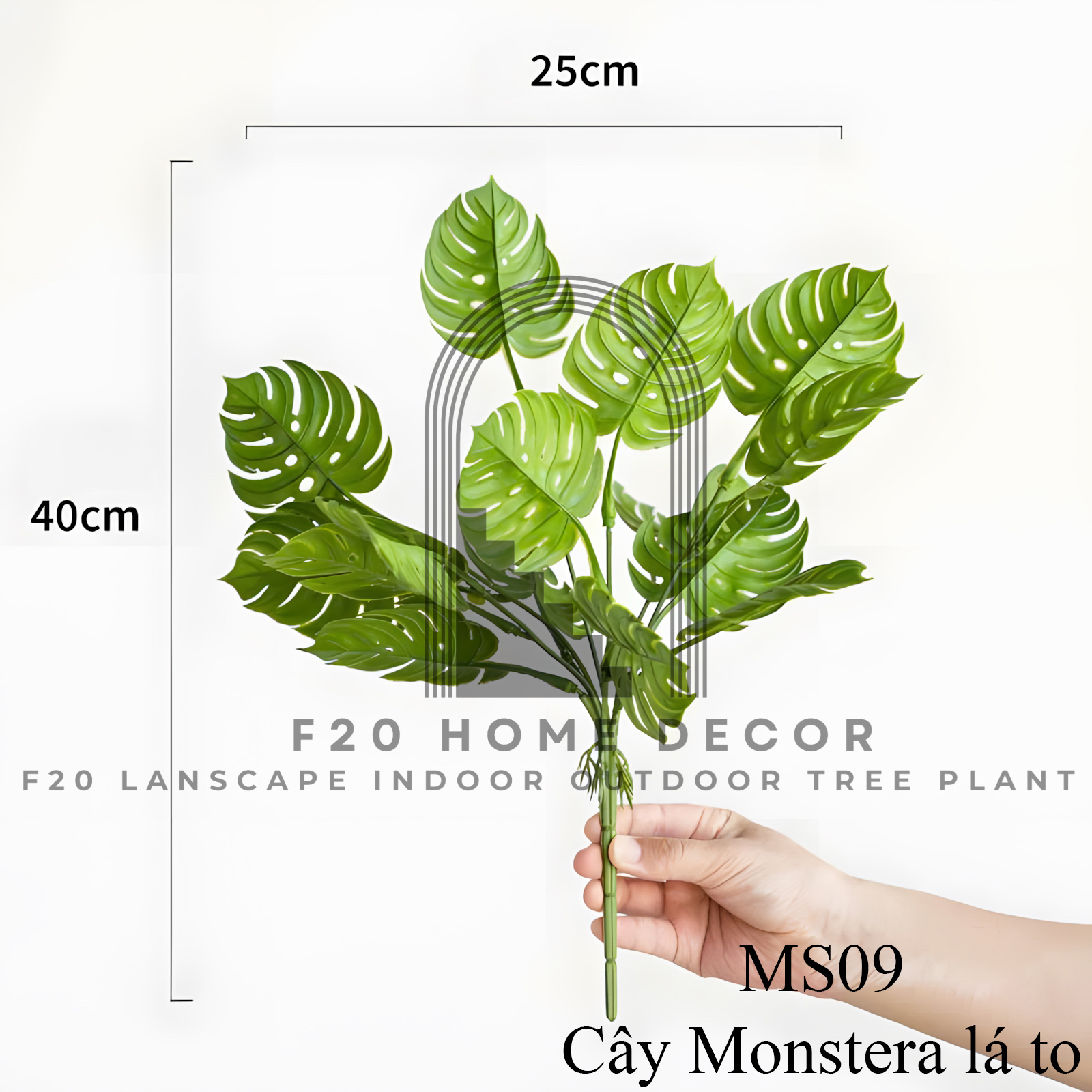MS09 - Monstera lá to
