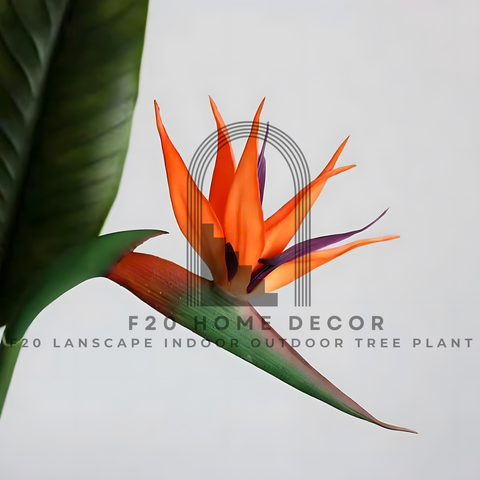 Màu cam tươi tắn hoa thiên điểu tạo màu sắc rực rỡ