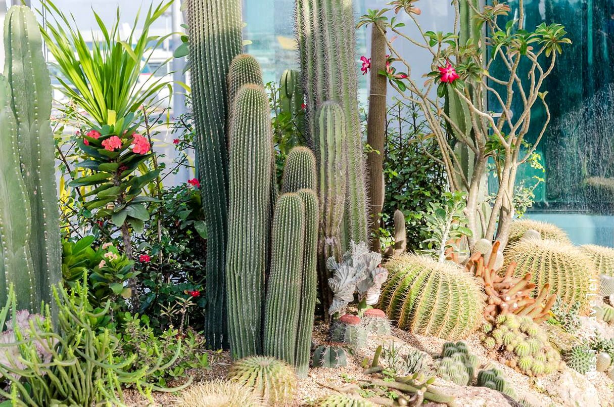 Cây xương rồng trong vườn