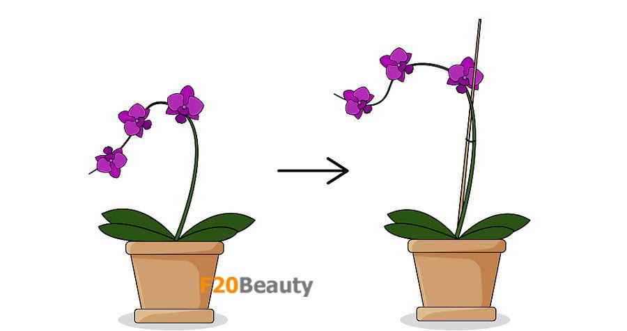 them-coc-tre-de-ho-tro-hoa