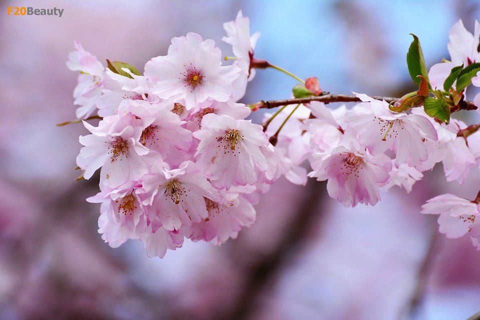 hoa-anh-dao-trong-trang-tri-tet