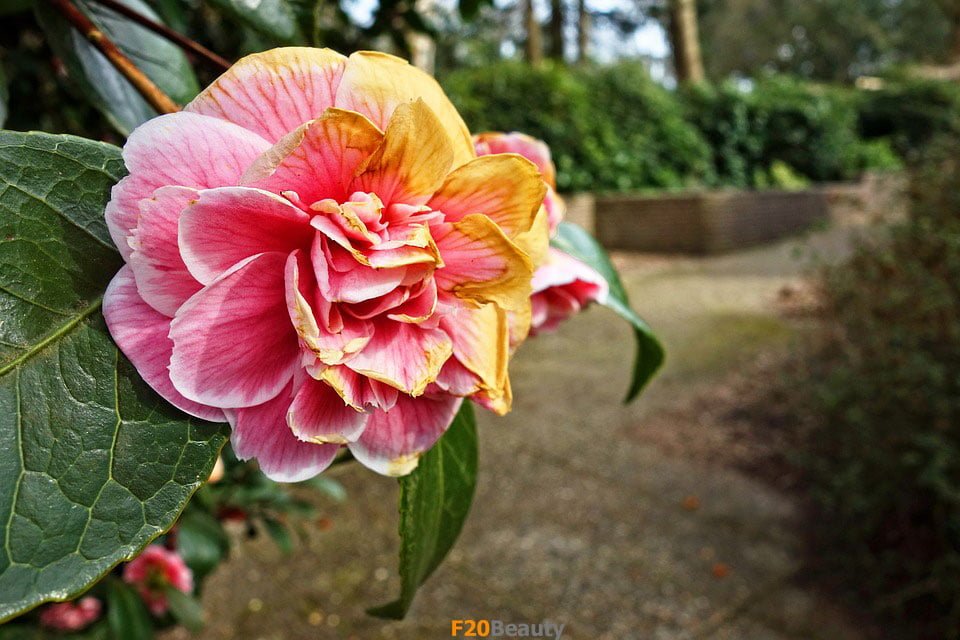 hoa-do-quyen-trong-trang-tri-tet