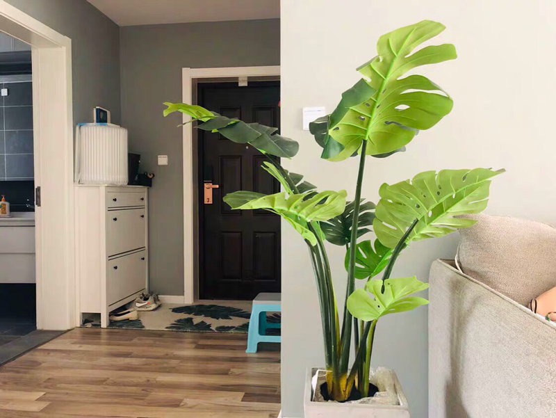 trang-tri-phong-khach-bang-cay-monstera-la-xe