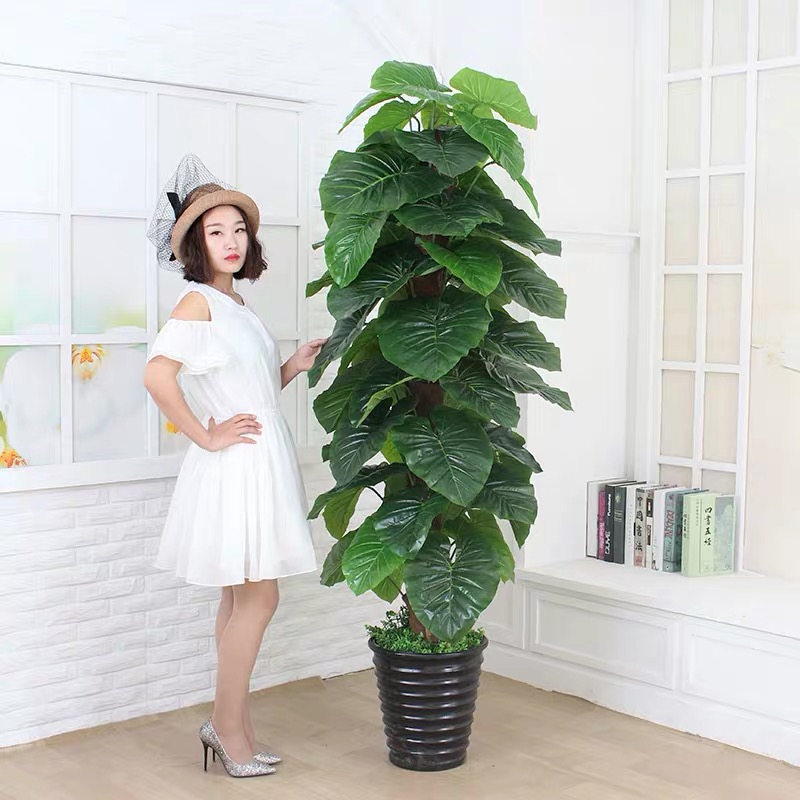 cay-trau-ba-leo-cot-1