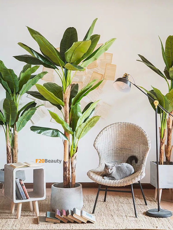 Cây chuối kiểng giả