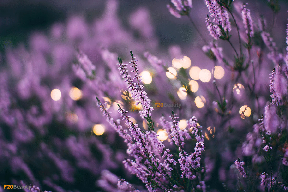 Tổng hợp hình ảnh hoa oải hương đẹp nhất | Phong cảnh, Hình ảnh, Hình