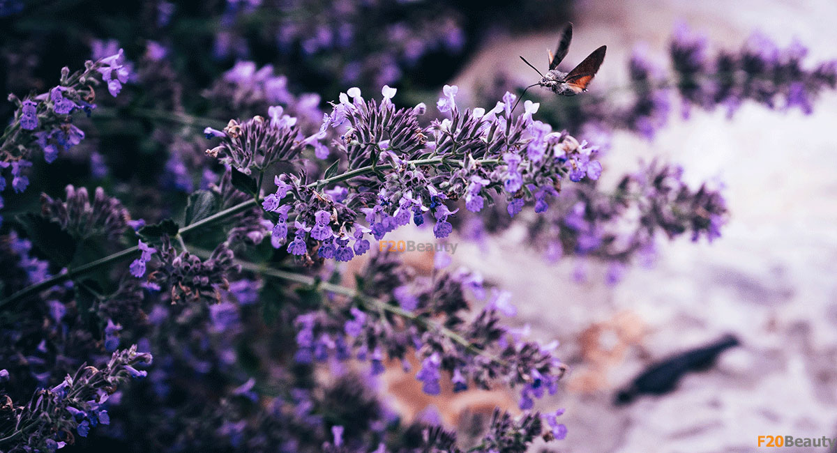 Ý nghĩa hoa Lavender oải hương