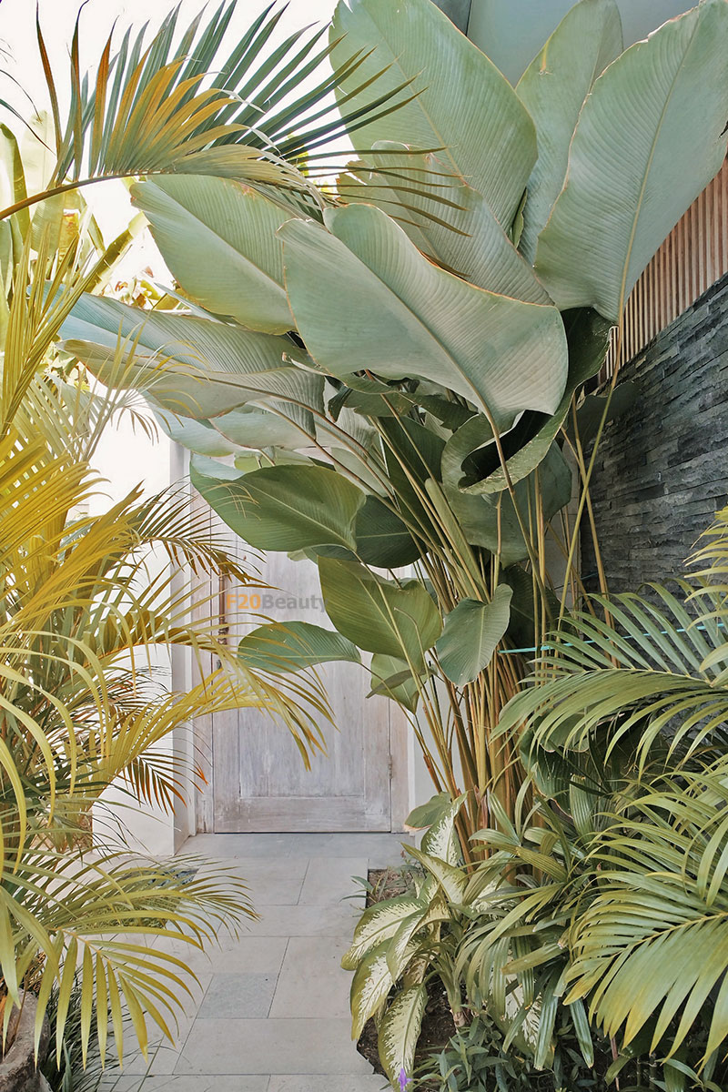 cay-chuoi-trang-tri-noi-that