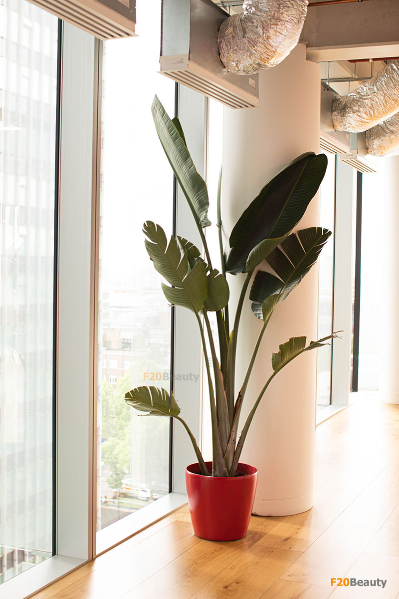 cay-chuoi-trang-tri-noi-that-4