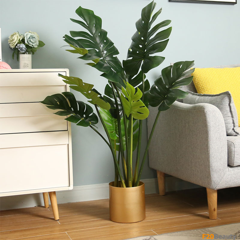 Cây Monstera lá xẻ giả
