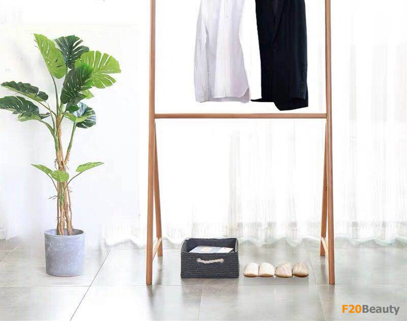 Cây Monstera thân cao