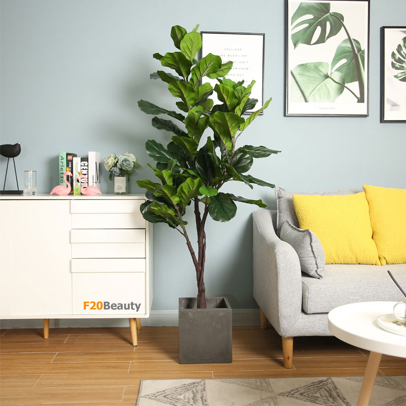 Cây bàng Singapore giả