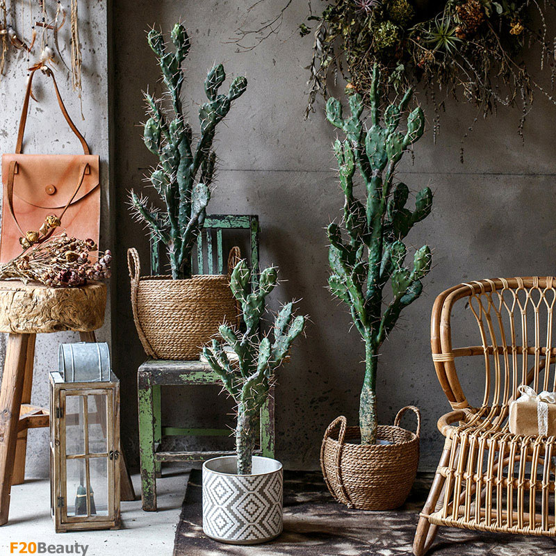 Cây xương rồng Leon