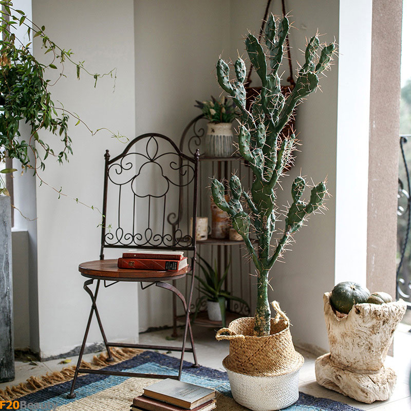 Cây xương rồng Leon