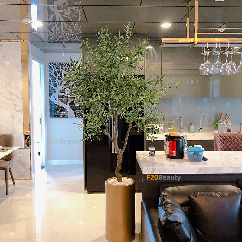 Cây ô liu địa trung hải 2 nhánh xòe