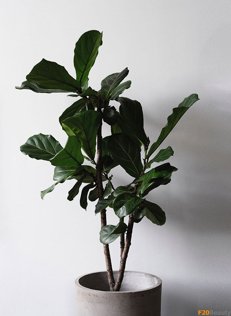 Cây bàng Singapore