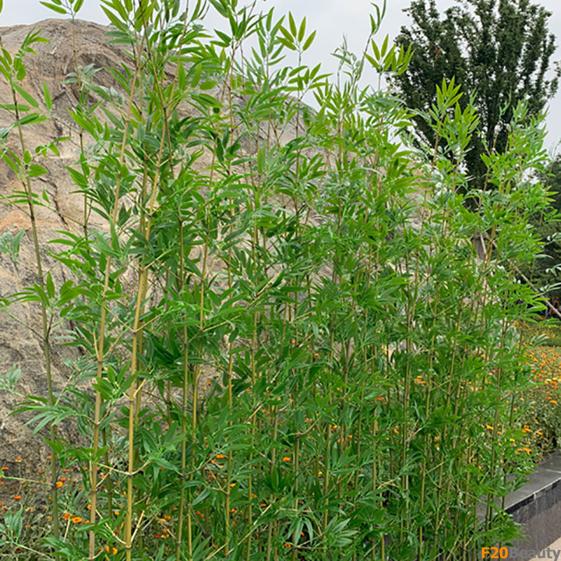 Hàng rào cây trúc quân tử