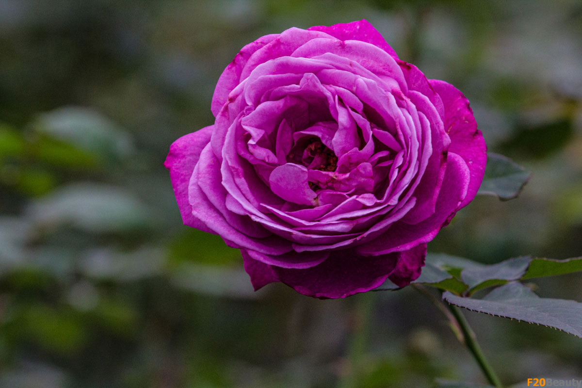 Ý nghĩa tên gọi các loài hoa hồng