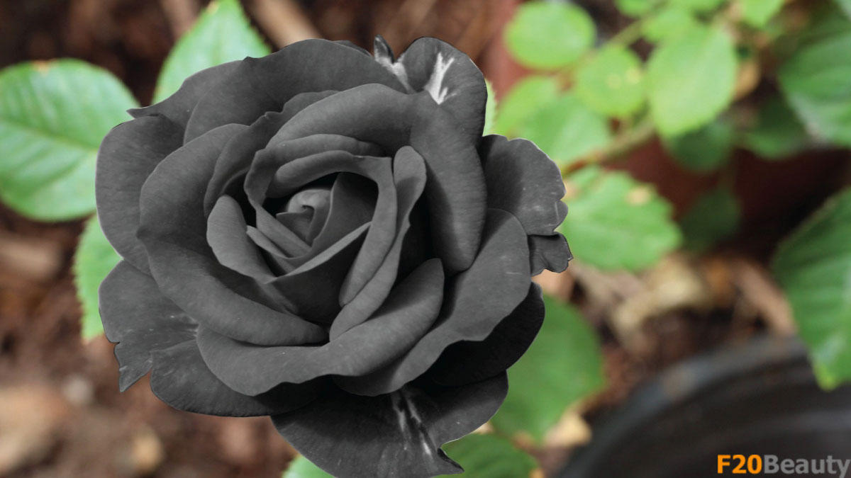 Ý nghĩa tên gọi các loài hoa hồng