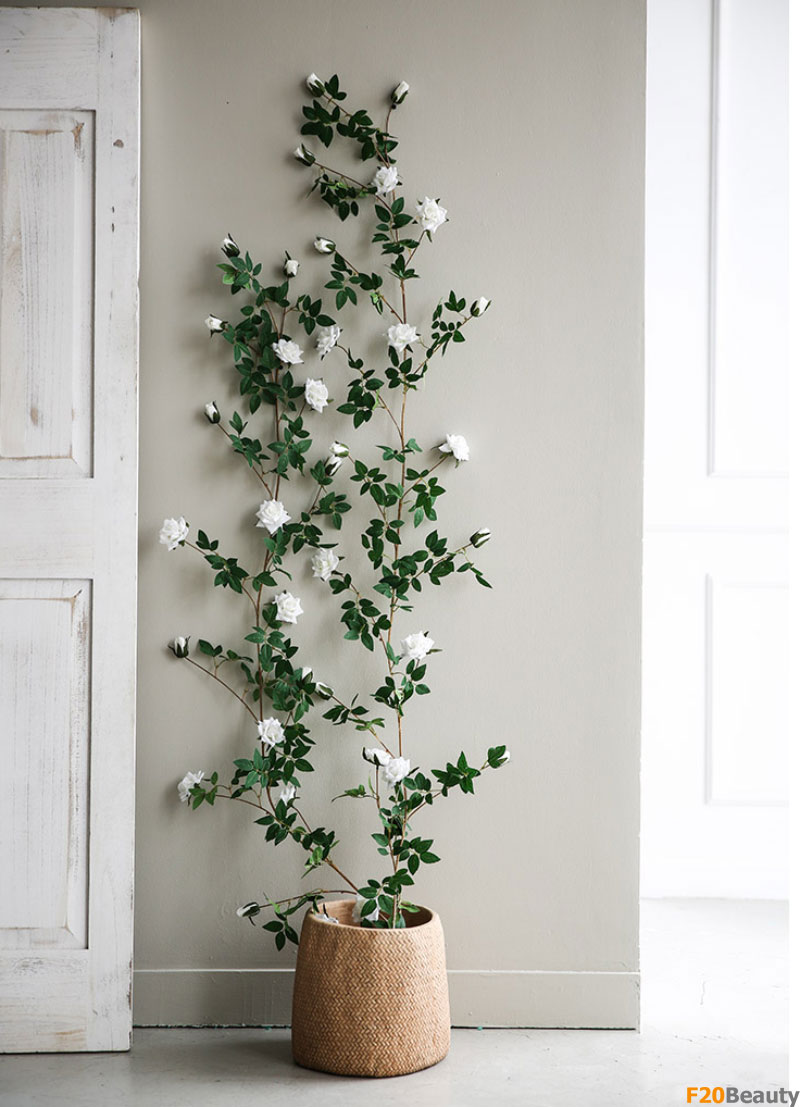 Hoa hồng Rosa trang trí tường