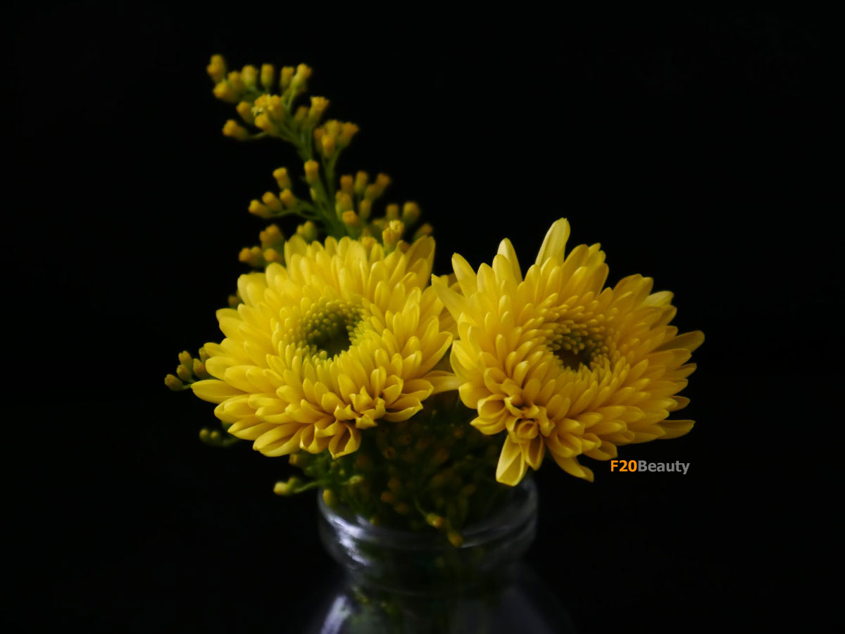 Hoa cúc đại đóa